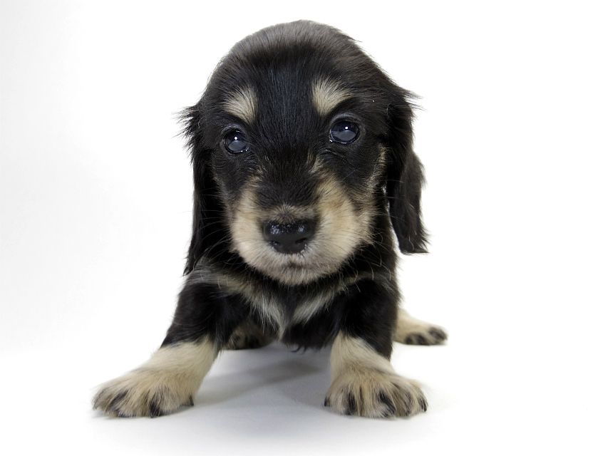 カニンヘン ダックスフンド 子犬 ブラッククリーム 男の子