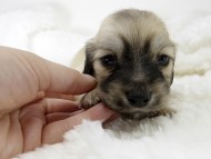 カニンヘン ダックスフンド 子犬 シェーデットクリーム 男の子 カニンヘン ダックスフンド 子犬 シェーデットクリーム 男の子