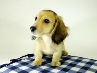 カニンヘンダックス 子犬 シェーデットクリーム男の子 カニンヘンダックス 子犬 シェーデットクリーム男の子