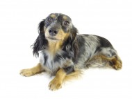 カニヘンダックスのロノちゃん　シルバータンダップル