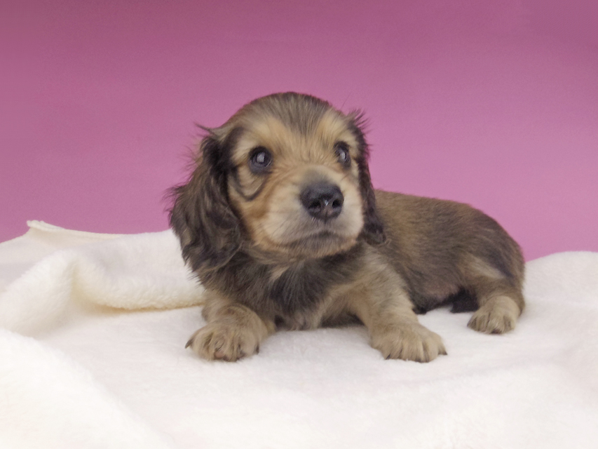 カニンヘンダックスフンド 茶葉 & オスカルの子犬 シェーデットイエロー（シェーデットクリーム） 男の子
