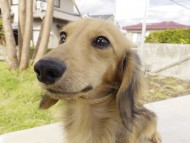 カニンヘンダックス シェーデットクリーム 男の子 オスカル カニンヘンダックス シェーデットクリーム 男の子 オスカル