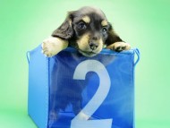 カニヘンダックス　子犬　ブラッククリーム　男の子