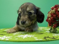 カニヘンダックス　子犬　シェーデットクリーム男の子