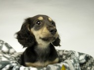 カニンヘン ダックスフンド 子犬 ブラッククリーム男の子