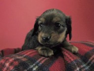 カニンヘン ダックスフンド 子犬 シェーデットレット 男の子 カニンヘン ダックスフンド 子犬 シェーデットレット 男の子