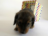 カニンヘン ダックスフンド 子犬 シェーデットレット 男の子 カニンヘン ダックスフンド 子犬 シェーデットレット 男の子