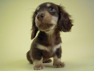 カニンヘン　子犬　チョコクリ女の子