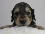 カニンヘン ダックスフンド 子犬 シェーデットクリーム 男の子