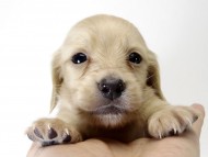 カニンヘン ダックスフンド 子犬 クリーム 男の子