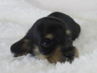 カニヘン　子犬　ブラクリ男の子