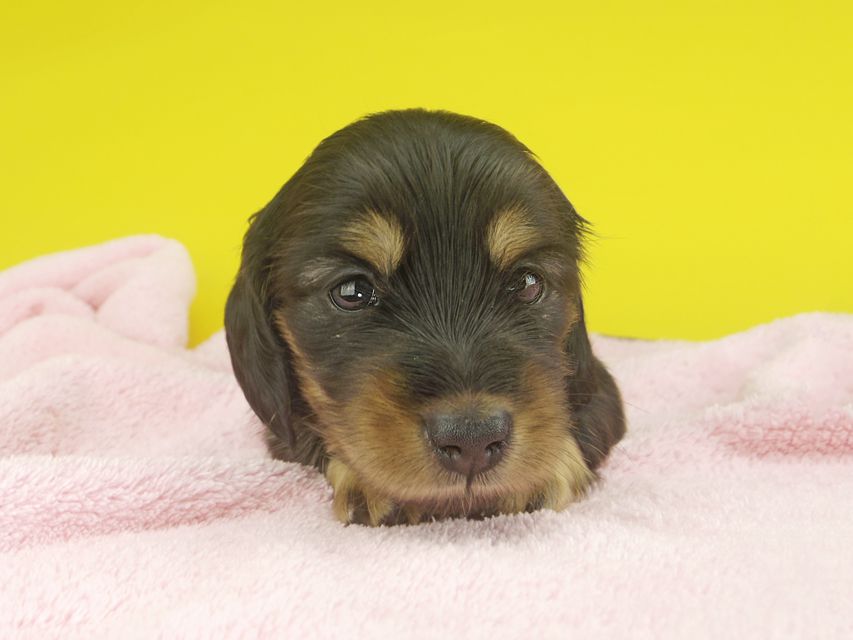 カニンヘンダックスフンド ナンシーcs & ナイトの子犬 ブラタン 女の子（1）