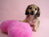 カニヘン　シェーデットクリーム女の子　石川県・Ｎ様