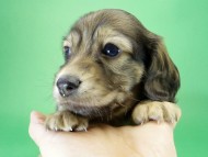 カニンヘンダックス　子犬　シェーデットクリーム男の子