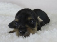 カニヘン　子犬　ブラクリ男の子