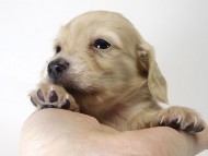 カニンヘン ダックスフンド 子犬 クリーム 男の子 カニンヘン ダックスフンド 子犬 クリーム 男の子