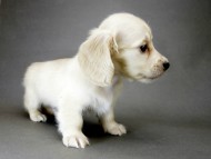 カニンヘン ダックスフンド 子犬 ピュアクリーム 男の子