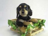 カニヘン　子犬　ブラクリ男の子