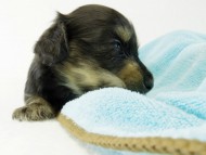 カニヘンダックス　仔犬　ブラッククリーム　男の子