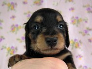 カニヘン　子犬　ブラタン女の子