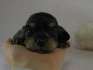 カニヘン　子犬　ブラクリ男の子