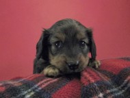 カニンヘン ダックスフンド 子犬 シェーデットレット 男の子
