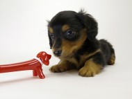 カニンヘン ダックスフンド 子犬 ブラックタン 男の子