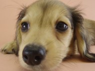 ミニチュワダックス　子犬　シェーデットクリーム女の子