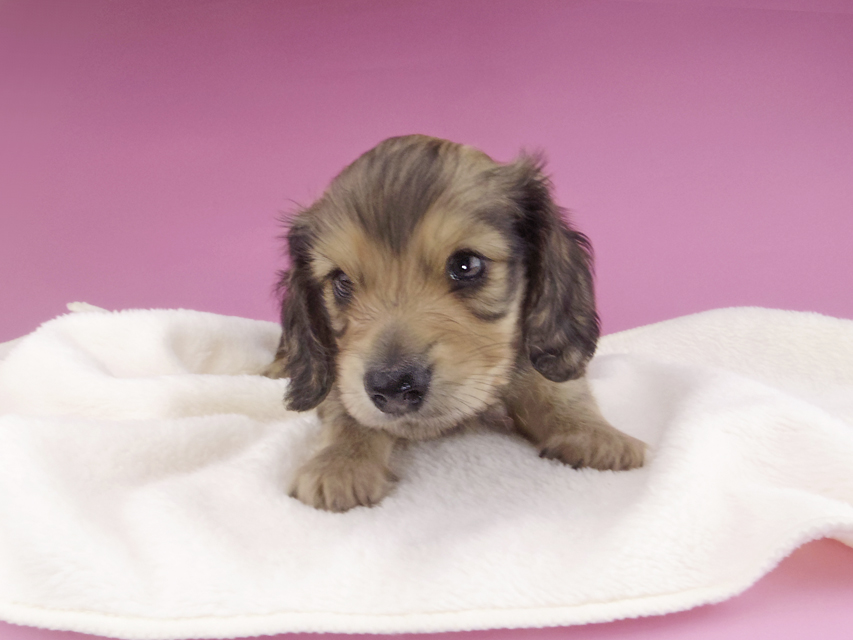 カニンヘンダックスフンド 茶葉 & オスカルの子犬 シェーデットイエロー（シェーデットクリーム） 男の子