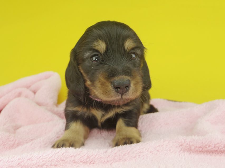 カニンヘンダックスフンド ナンシーcs & ナイトの子犬 ブラタン 女の子（1）