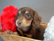 カニヘン　子犬　チョコクリーム女の子