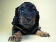 カニヘン　子犬　ブラタン男の子