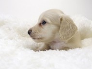 カニンヘン サリー.Tiの赤ちゃん 4/9生まれ ピュアクリーム 男の子2