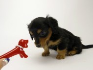 カニンヘン ダックスフンド 子犬 ブラックタン 男の子 カニンヘン ダックスフンド 子犬 ブラックタン 男の子