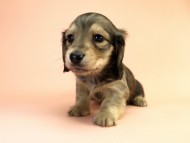 カニンヘーン ダックスフンド 子犬 シェーデットクリーム男の子