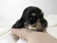 カニンヘン ダックスフンド 子犬 ブラッククリーム 女の子