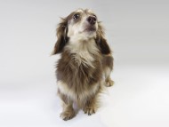 カンヘンダックスのローラmi