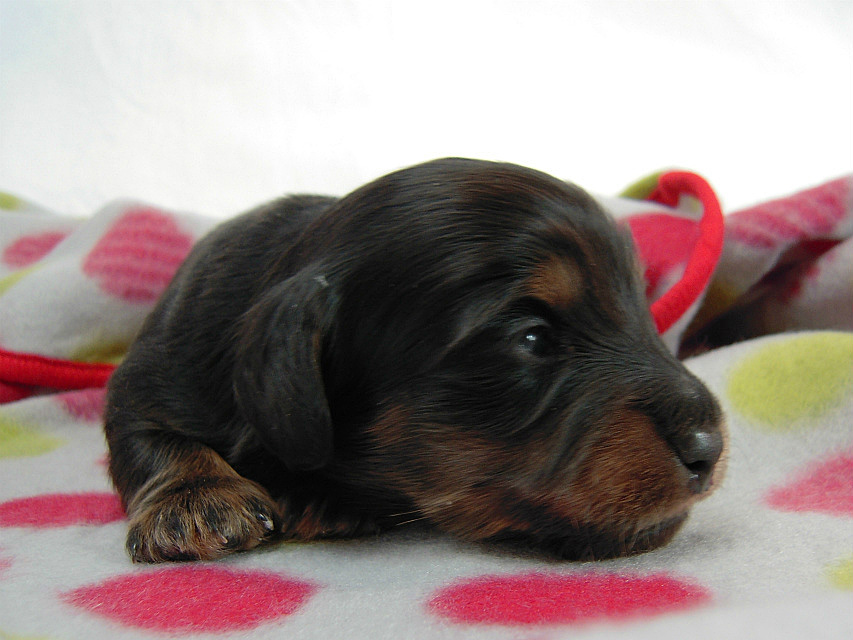 カニヘン 子犬 ブラックタン男の子 カニヘン 子犬 ブラックタン男の子