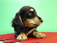 カニンヘンダックス 子犬 ブラック&クリーム男の子 カニンヘンダックス 子犬 ブラック&クリーム男の子