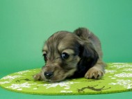 カニヘンダックス　子犬　シェーデットクリーム男の子