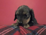 カニンヘン ダックスフンド 子犬 シェーデットレット 男の子