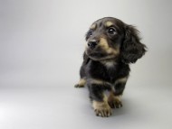 カニンヘン ダックスフンド 子犬 ブラッククリーム 男の子 カニンヘン ダックスフンド 子犬 ブラッククリーム 男の子