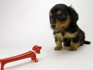 カニンヘン ダックスフンド 子犬 ブラックタン 男の子