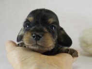 カニヘン　子犬　ブラクリ男の子