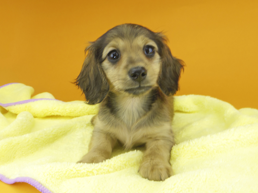 カニンヘンダックスフンド ビーmt & ボンmtの子犬 シェーデットイエロー（シェーデットクリーム） 女の子