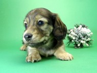 カニンヘンダックス　子犬　シェーデットクリーム男の子