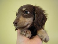 カニンヘン 子犬 チョコクリ女の子 カニンヘン 子犬 チョコクリ女の子