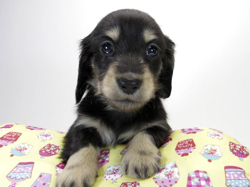 カニンヘン ダックスフンド 子犬 ブラッククリーム 男の子 カニンヘン ダックスフンド 子犬 ブラッククリーム 男の子