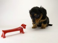 カニンヘン ダックスフンド 子犬 ブラックタン 男の子