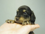 カニンヘンダックスフンド　ブラッククリーム　子犬　男の子♪